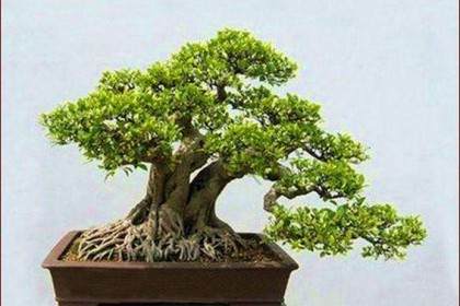 第四届中国风盆景展即将开幕