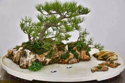 一般平远式的山水盆景可以放在高度较低的台几上