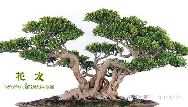 参榕盆景的7个养护常识