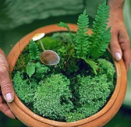 盆景放苔藓怎么浇水？