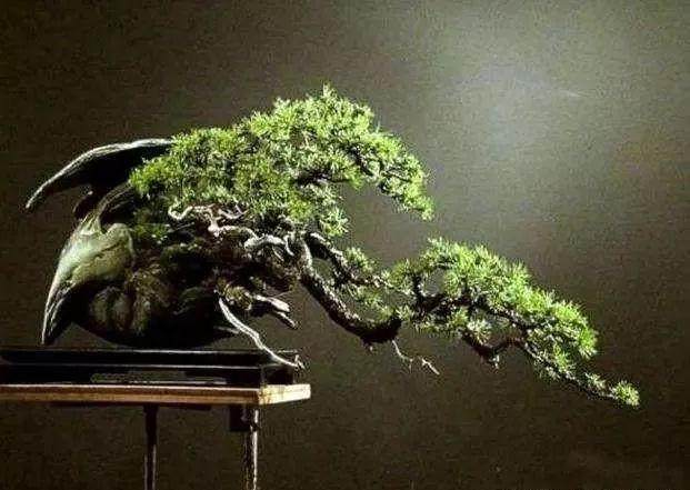 初学盆景应注意的4个方面