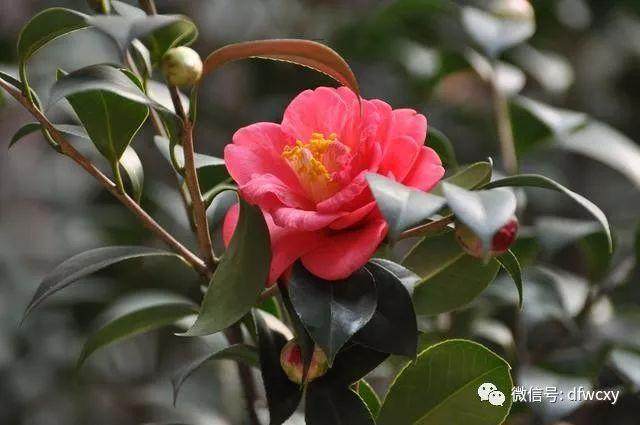 茶梅盆景在夏天的时候要勤浇水