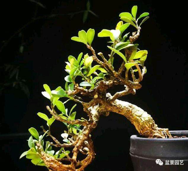 怎么制作海岛黄杨老桩盆景的5个过程