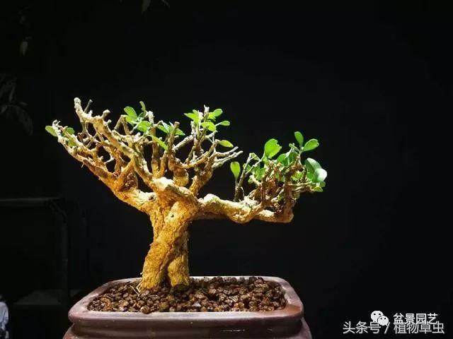 怎么制作海岛黄杨老桩盆景的5个过程
