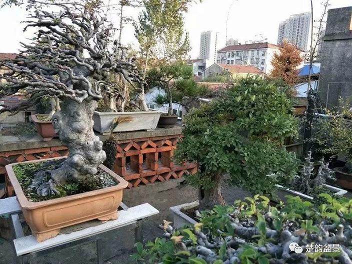 孝感市花木盆景协会常务理事 -- 董银桥