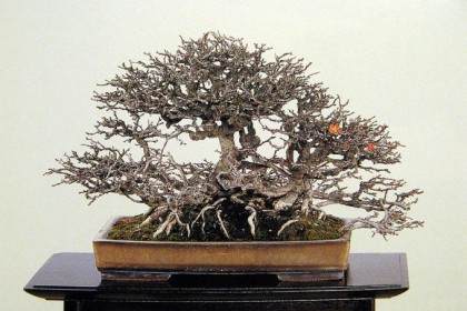 高33厘米的日本长寿梅盆景