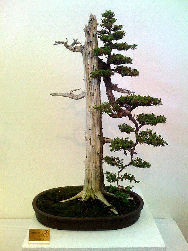 2010年9月盆景杂志封面上的Foemina杜松