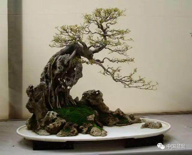 山石盆景中的山石较多 树木只是起点缀的作用