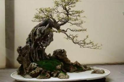 山石盆景中的山石较多 树木只是起点缀的作用