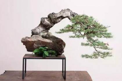 创作盆景主张以形传神 神形兼备