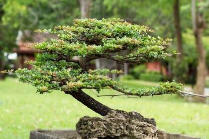 树石盆景代表着中国盆景的民族风格和流派