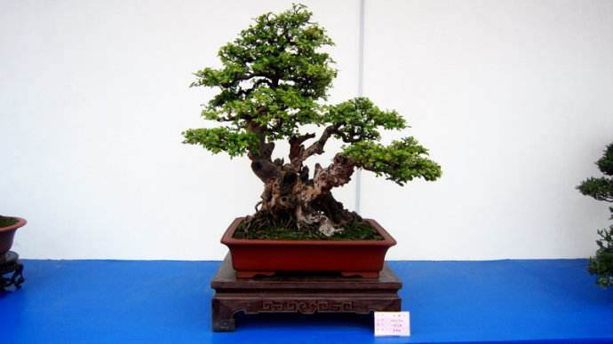 刘传刚的盆景特点即吸取了湖北动势盆景的特点