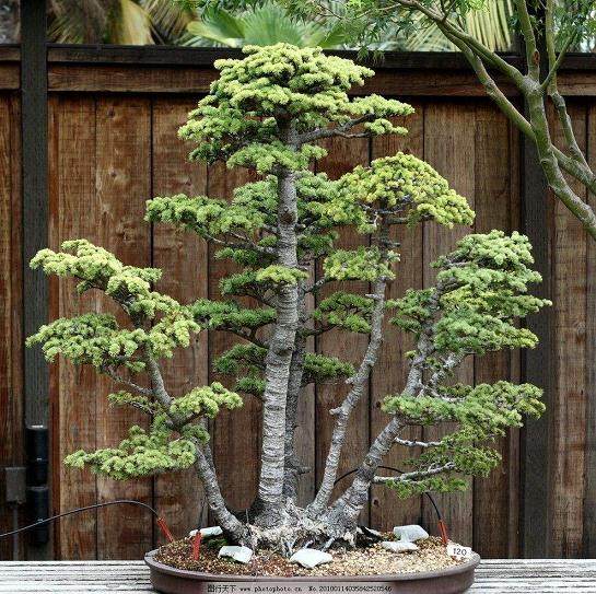 上海盆景植物园的五针松盆景为其显著