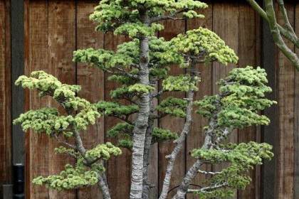 上海盆景植物园的五针松盆景为其显著