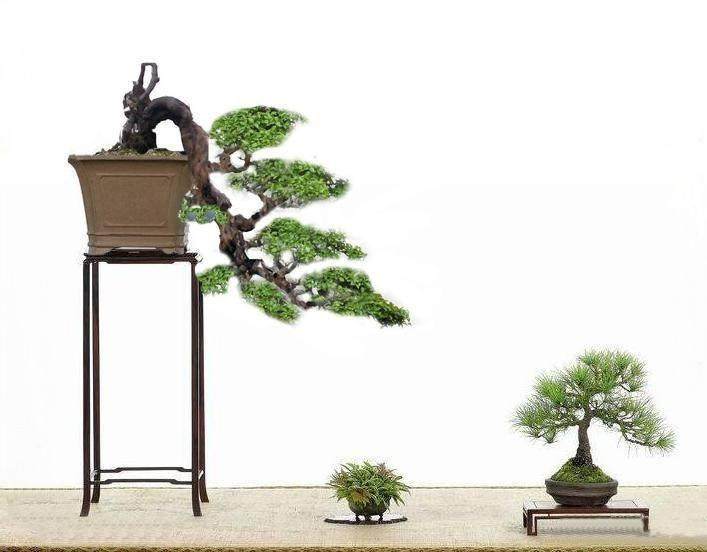 从我国盆景的现状看盆景艺术风格与流派