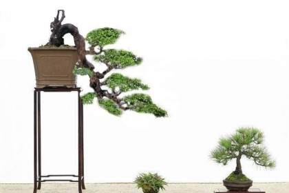 从我国盆景的现状看盆景艺术风格与流派