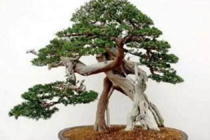 盆景作为艺术不应该也不可能脱离这一客观规律