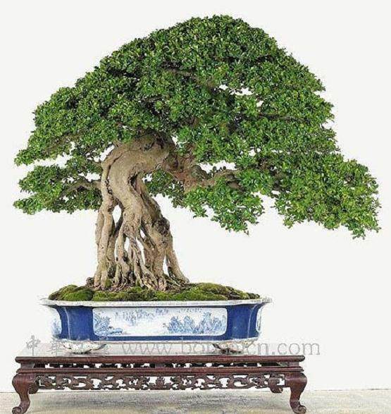 2002年 在湖南岳阳市举办的中国盆景学术讨论会上