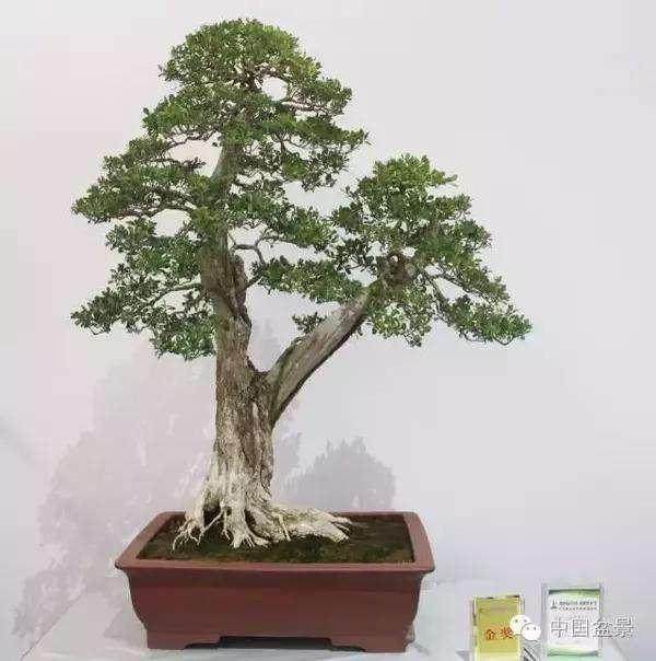 苏北盆景协会联盟在宿迁市沭阳县成立