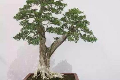 苏北盆景协会联盟在宿迁市沭阳县成立