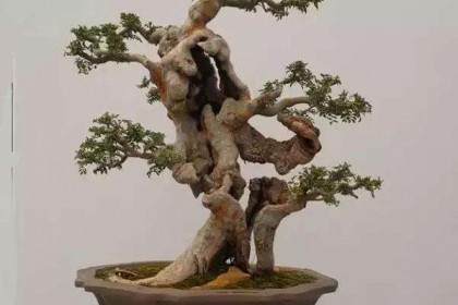 首届宿迁盆景制作技师培训班