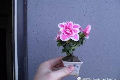 图解 如何在春天修剪杜鹃盆景的方法