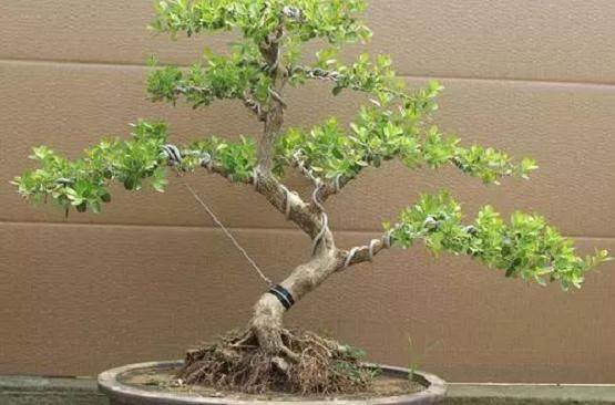 这3个技巧对制作黄杨盆景非常有用