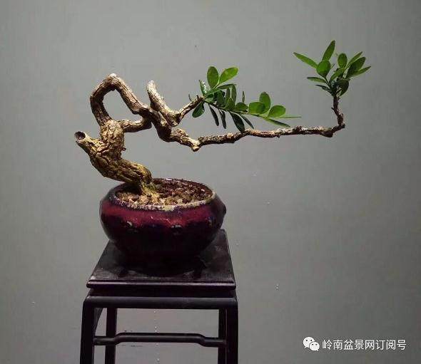 家居盆景进入家庭成为必然