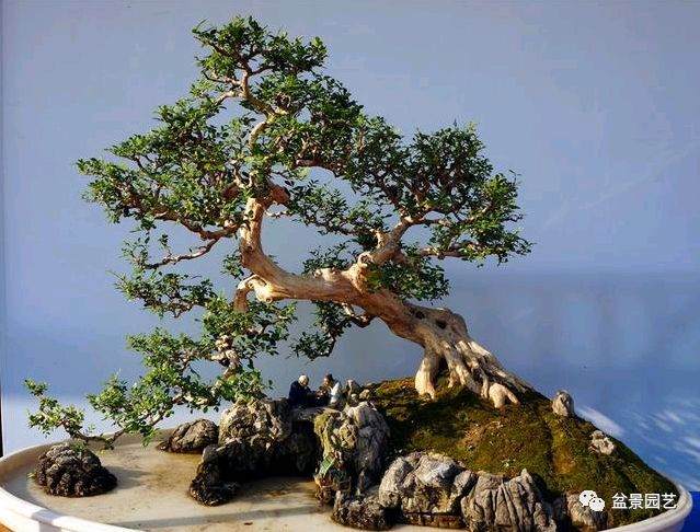 盆景的12个造型原则 建议收藏