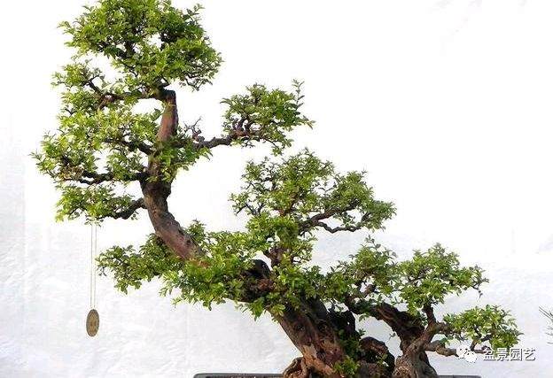 盆景的12个造型原则 建议收藏