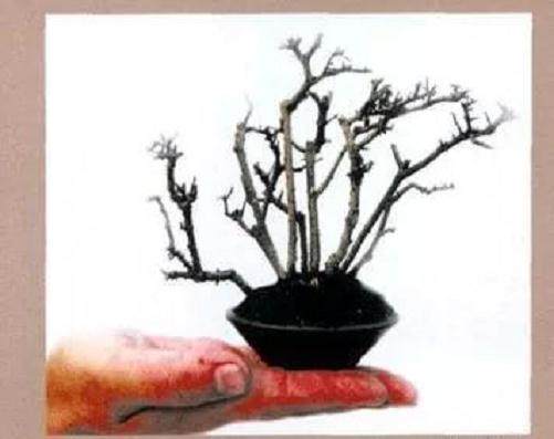 从扦插到成型-----杂木类盆景的制作过程