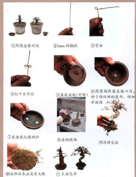 从扦插到成型 杂木盆景发芽后的制作过程