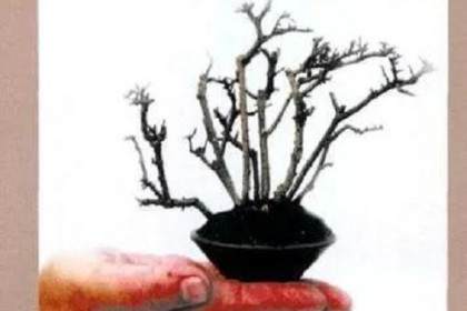 从扦插到成型 杂木盆景发芽后的制作过程