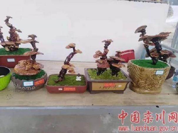 栾川有人用灵芝做盆景 一盆卖到1000元!