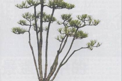 关于中国盆景的五大流派