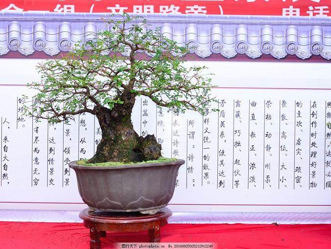 目前日本式的 台湾式的盆景 在内地受到关注