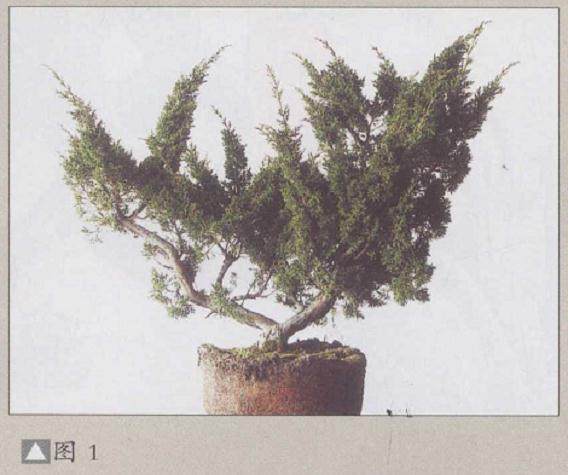 图解如何给盆景制作与立意？