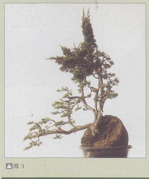 图解 如何给盆景制作与立意的5个方法