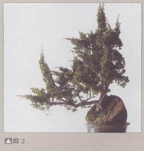 图解 如何给盆景制作与立意的5个方法