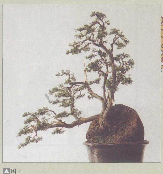 图解 如何给盆景制作与立意的5个方法