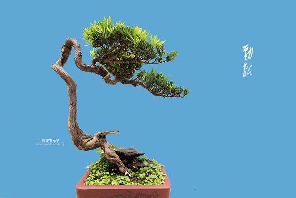 探访国家级非遗技艺川派盆景 新生代同场竞技