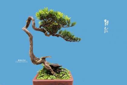 探访国家级非遗技艺川派盆景 新生代同场竞技