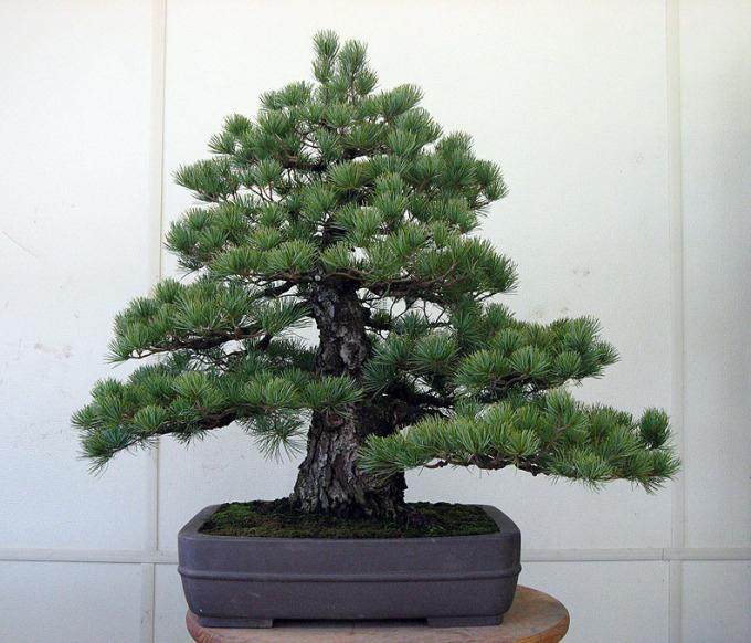 对老白松盆景的重新盘扎