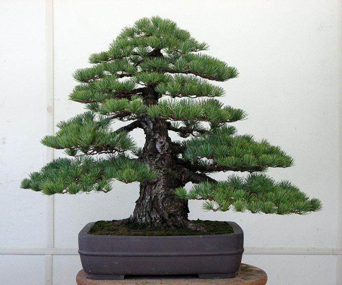 对老白松盆景的重新盘扎设计 图片