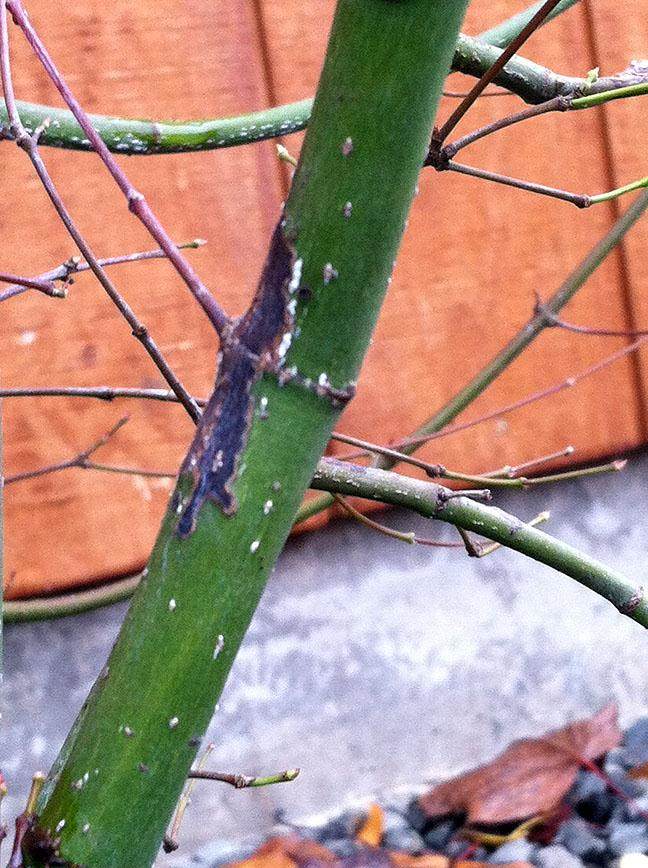 如果你种植日本枫树盆景 请阅读此内容