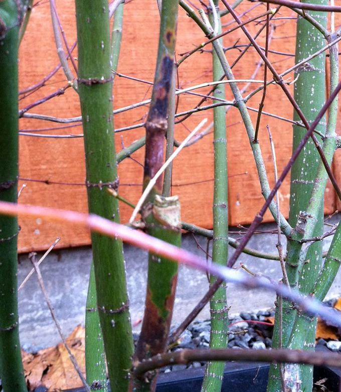 如果你种植日本枫树盆景 请阅读此内容