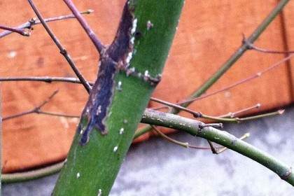 如果你种植日本枫树盆景 请阅读此内容