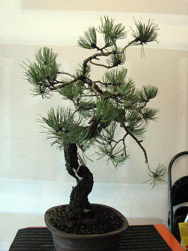 对文人松树盆景的造型 图片