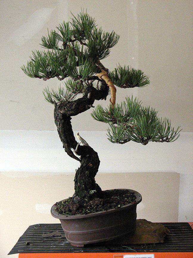 对文人松树盆景的造型 图片