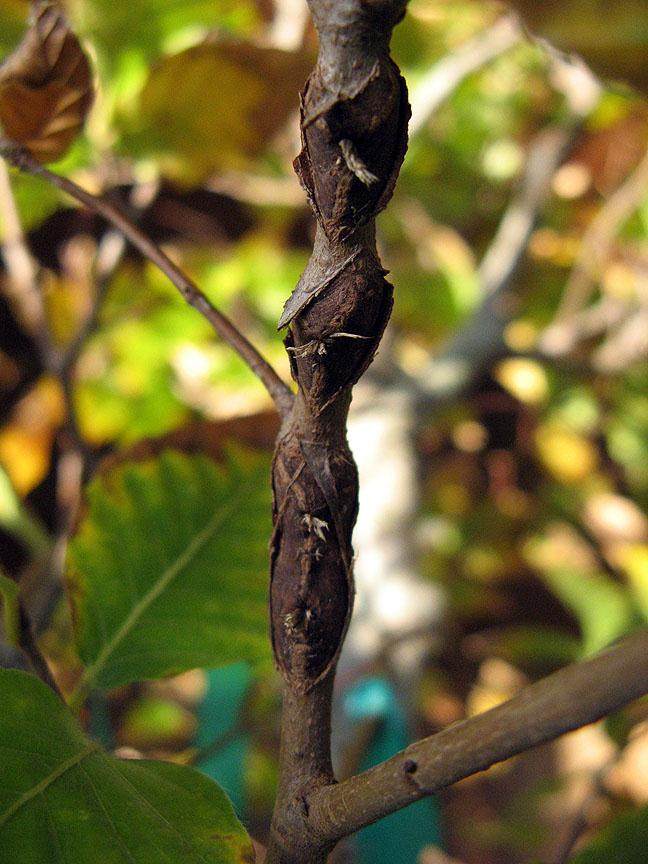病虫防治:蝉对盆景的伤害
